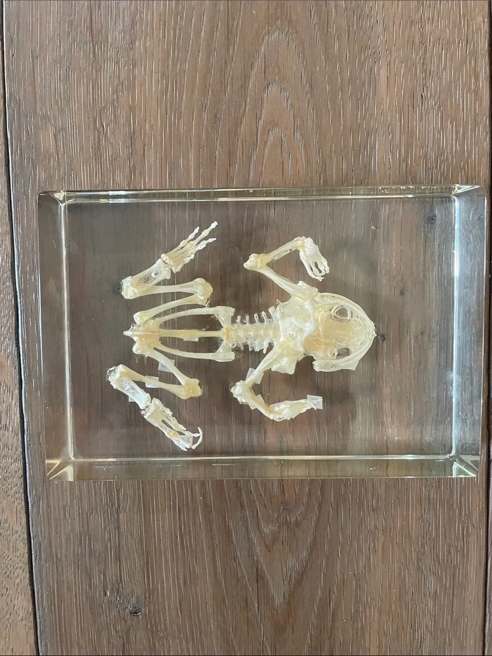 Frog Skeleton! New! - Picture 6 of 10